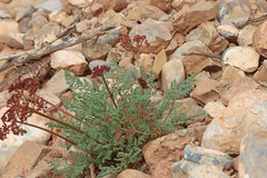 Lomatium