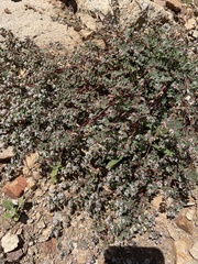 Euphorbia capitellata