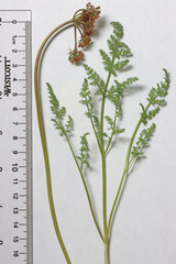 Lomatium