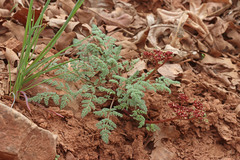 Lomatium