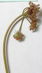 Lomatium