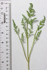 Lomatium
