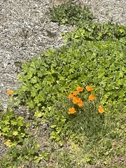 Eschscholzia californica