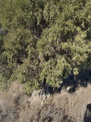 Olea europaea europaea