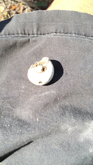 Mollusca