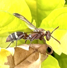 Polistes badius