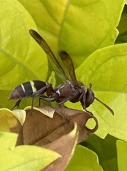 Polistes badius