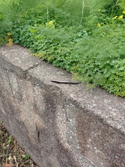 Chalcides viridanus