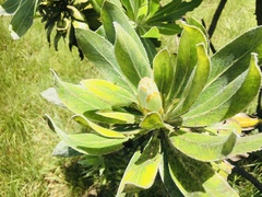 Protea roupelliae roupelliae
