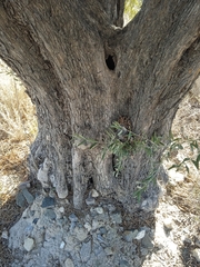 Olea europaea europaea