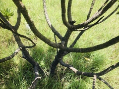 Protea roupelliae roupelliae