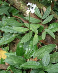 Calanthe