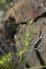 Hibbertia heterotricha