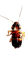 Periplaneta australasiae