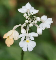 Calanthe