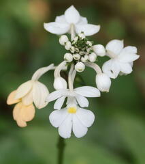 Calanthe