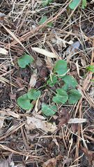 Ranunculus abortivus