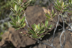 Hibbertia heterotricha
