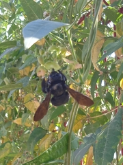Xylocopa sonorina