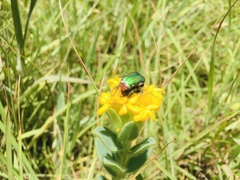 Leucocelis