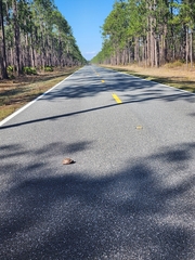 Terrapene carolina major
