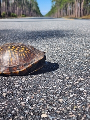 Terrapene carolina major