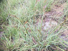 Monocymbium ceresiiforme