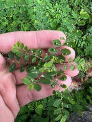 Phyllanthus tenellus
