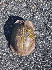 Terrapene carolina major