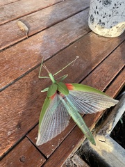 Tropidoderus rhodomus