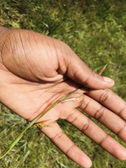 Monocymbium ceresiiforme