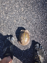 Terrapene carolina major