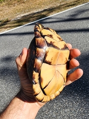 Terrapene carolina major