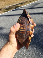 Terrapene carolina major