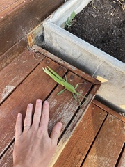 Tropidoderus rhodomus