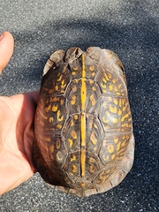 Terrapene carolina major