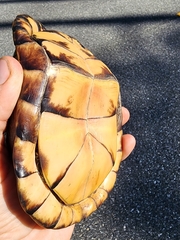 Terrapene carolina major