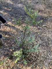 Arctostaphylos pechoensis