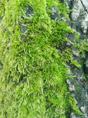 Homalothecium fulgescens