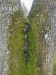 Homalothecium fulgescens