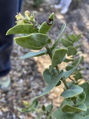Arctostaphylos pechoensis