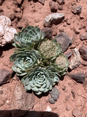 Moschopsis leyboldii