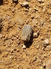 Trogidae
