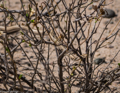 Philodryas psammophidea