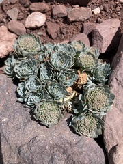 Moschopsis leyboldii