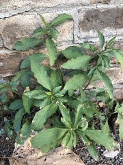 Solanum pseudocapsicum