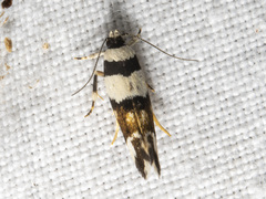 Macrobathra euryleuca