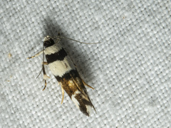 Macrobathra euryleuca