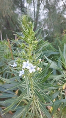Echium decaisnei