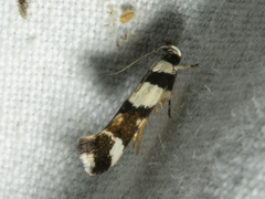 Macrobathra euryleuca